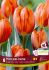 TULIPA SINGLE EARLY PRINSES IRENE 12 CM. 15 QUALITY PKGS.X 6