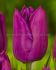 TULIPA SINGLE EARLY PURPLE PRINCE 12 CM. 15 QUALITY PKGS.X 6