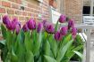 TULIPA SINGLE EARLY PURPLE PRINCE 12 CM. 15 QUALITY PKGS.X 6