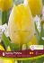 TULIPA SINGLE EARLY SUNNY PRINCE 12 CM. 15 QUALITY PKGS.X 6