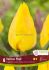 TULIPA SINGLE EARLY YELLOW FLAIR 12 CM. 15 QUALITY PKGS.X 6