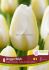 TULIPA SINGLE LATE ANGELS WISH 12 CM. 15 QUALITY PKGS.X 6