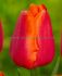 TULIPA SINGLE LATE AVIGNON 12 CM. 100 LOOSE P.BINBOX