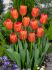 TULIPA SINGLE LATE AVIGNON 12 CM. 100 LOOSE P.BINBOX