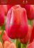 TULIPA SINGLE LATE AVIGNON 12 CM. 100 LOOSE P.BINBOX