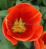 TULIPA SINGLE LATE AVIGNON 12 CM. 100 LOOSE P.BINBOX