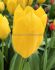 TULIPA SINGLE LATE BIG SMILE 12 CM. 100 LOOSE P.BINBOX