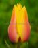 TULIPA SINGLE LATE BLUSHING BEAUTY 12 CM. 100 LOOSE P.BINBOX