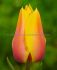 TULIPA SINGLE LATE BLUSHING BEAUTY JUMBO SIZE 14 CM. 300 LOOSE P.PLASTIC CRATE