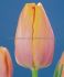 TULIPA SINGLE LATE BLUSHING LADY 12 CM. 15 QUALITY PKGS.X 6