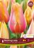 TULIPA SINGLE LATE BLUSHING LADY 12 CM. 15 QUALITY PKGS.X 6