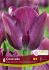 TULIPA SINGLE LATE CARAVELLE 12 CM. 15 QUALITY PKGS.X 6