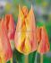 TULIPA SINGLE LATE EL NINO 12 CM. 15 QUALITY PKGS.X 6