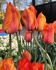 TULIPA SINGLE LATE EL NINO 12 CM. 15 QUALITY PKGS.X 6