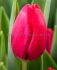 TULIPA SINGLE LATE GRAND STYLE 12 CM. 100 LOOSE P.BINBOX