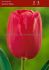 TULIPA SINGLE LATE GRAND STYLE 12 CM. 100 LOOSE P.BINBOX