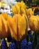 TULIPA SINGLE LATE HELMAR 12 CM. 15 QUALITY PKGS.X 6