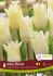 TULIPA SINGLE LATE IVORY PROUD 12 CM. 15 QUALITY PKGS.X 6