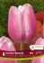 TULIPA SINGLE LATE JUMBO BEAUTY 12 CM. 15 QUALITY PKGS.X 6