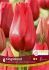 TULIPA SINGLE LATE KINGSBLOOD 12 CM. 15 QUALITY PKGS.X 6