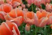 TULIPA SINGLE LATE MENTON 12 CM. 15 QUALITY PKGS.X 6