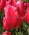 TULIPA SINGLE LATE PINK PROUD 12 CM. 100 LOOSE P.BINBOX