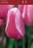 TULIPA SINGLE LATE PINK PROUD 12 CM. 100 LOOSE P.BINBOX