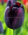 TULIPA SINGLE LATE QUEEN OF NIGHT 12 CM. 100 LOOSE P.BINBOX