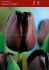 TULIPA SINGLE LATE QUEEN OF NIGHT 12 CM. 100 LOOSE P.BINBOX