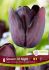 TULIPA SINGLE LATE QUEEN OF NIGHT 12 CM. 15 QUALITY PKGS.X 6