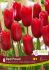 TULIPA SINGLE LATE RED PROUD 12 CM. 15 QUALITY PKGS.X 6