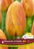 TULIPA SINGLE LATE RHAPSODY OF SMILES 12 CM. 15 QUALITY PKGS.X 6