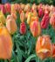 TULIPA SINGLE LATE RHAPSODY OF SMILES 12 CM. 15 QUALITY PKGS.X 6