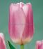 TULIPA SINGLE LATE SAUTERNES 12 CM. 100 LOOSE P.BINBOX