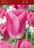 TULIPA SINGLE LATE SAUTERNES 12 CM. 100 LOOSE P.BINBOX