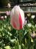 TULIPA SINGLE LATE SORBET 12 CM. 100 LOOSE P.BINBOX