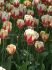 TULIPA SINGLE LATE SORBET 12 CM. 100 LOOSE P.BINBOX