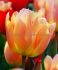 TULIPA SINGLE LATE STUNNING APRICOT 12 CM. 15 QUALITY PKGS.X 6