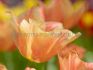 TULIPA SINGLE LATE STUNNING APRICOT 12 CM. 15 QUALITY PKGS.X 6