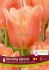 TULIPA SINGLE LATE STUNNING APRICOT 12 CM. 15 QUALITY PKGS.X 6