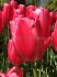 TULIPA SINGLE LATE YOSEMITE 12 CM. 100 LOOSE P.BINBOX