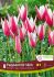 TULIPA SPECIES CLUSIANA PEPPERMINT STICK 6 CM. 15 QUALITY PKGS.X 6