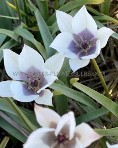 TULIPA SPECIES HUMILIS ‘ALBA COERULEA OCULATA‘ 6/+ CM. (100 LOOSE P.BINBOX)