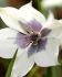 TULIPA SPECIES HUMILIS ALBA COERULEA OCULATA 6 CM. 100 LOOSE P.BINBOX