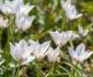 TULIPA SPECIES HUMILIS ALBA COERULEA OCULATA 6 CM. 100 LOOSE P.BINBOX