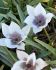 TULIPA SPECIES HUMILIS ALBA COERULEA OCULATA 5 CM. 15 QUALITY PKGS.X 3