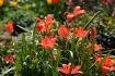 TULIPA SPECIES LINIFOLIA 6 CM. 100 LOOSE P.BINBOX