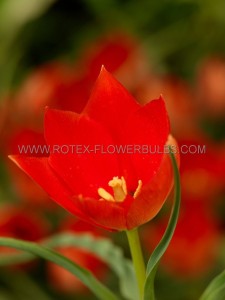 TULIPA SPECIES ‘LIZZY‘ 6/+ CM. (100 LOOSE P.BINBOX)