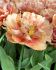 TULIPA SWEET CAROLINE 12 CM. 25 SYMPHONY OF COLORS PKGS.X 18