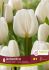 TULIPA TRIUMPH ANTARCTICA 12 CM. 15 QUALITY PKGS.X 6